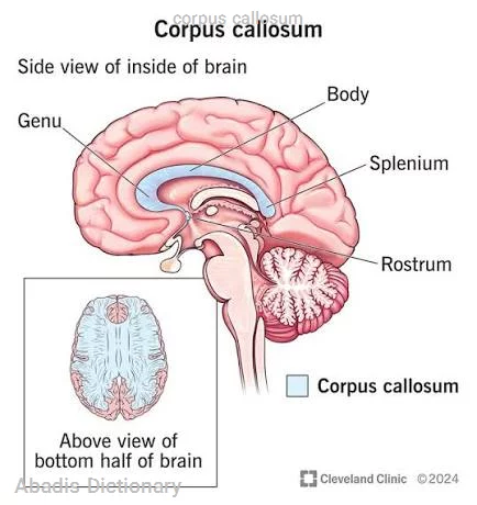 corpus callosum